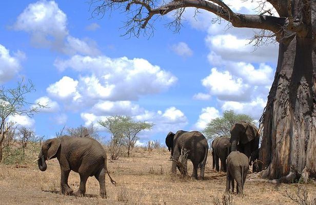 3 Days Amzing Safari in Tarangire and Nngorongoro