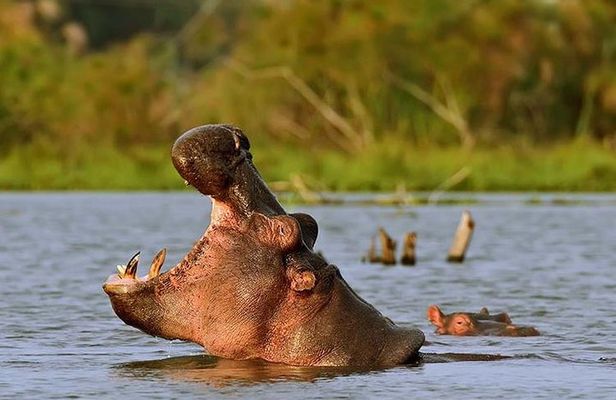 Day tour to Hell's gate and optional boat ride at lake naivasha