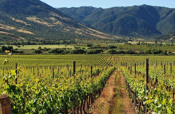 Colchagua Valley Winery Day Trip from Santiago