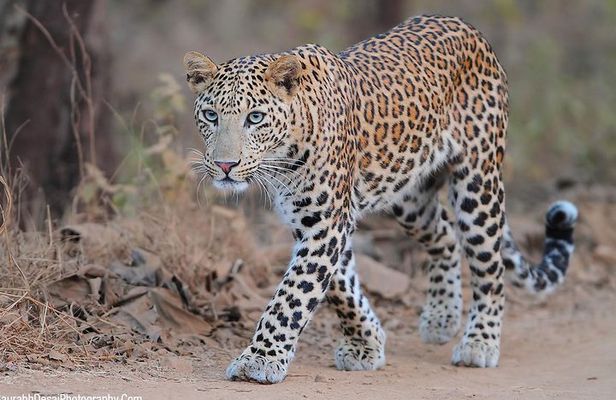 Rajasthan with Gujarat Tour