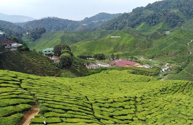 Private: Cameron Highlands 2 days 1 night Trip