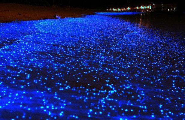 Bio Luminescent Swimming From Krabi