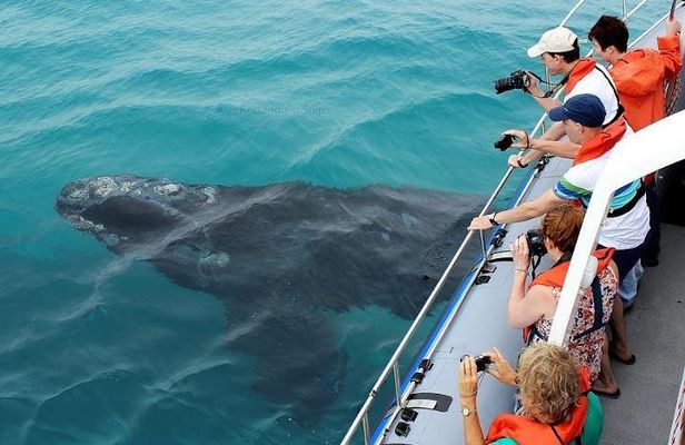 Marine Big 5 Full Day Guided Return Transfer Cape Town - Gansbaai