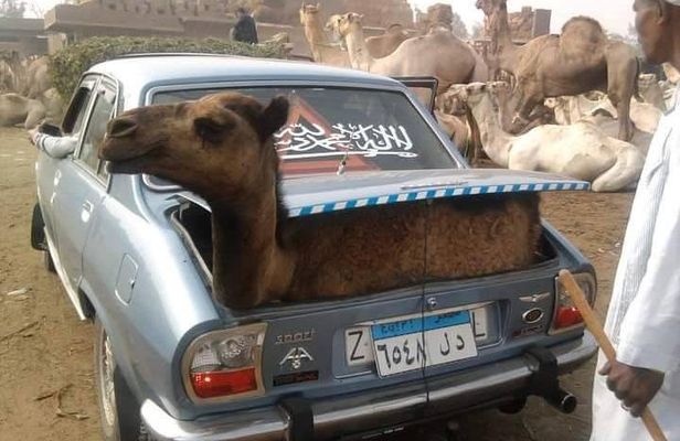 Giza Pyramids & Camels Market Tour