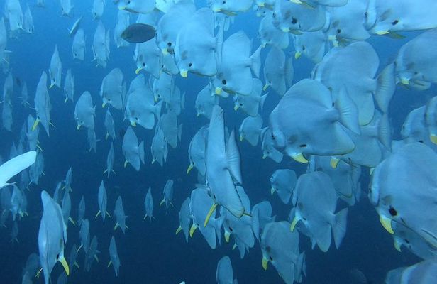 PADI Scuba Diver Course in Koh Phangan