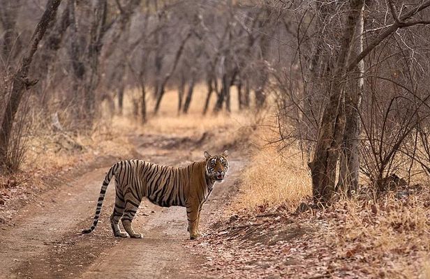Jaipur to Ranthambore National Park Same Day Tour