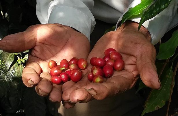 Coffee Farm Experience: 1-Day Coffee Tour from Cusco