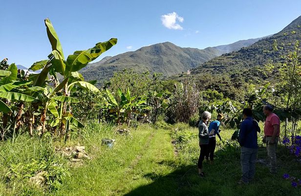 Full-Day Tour: Cacao farm experience in the jungle of Cusco