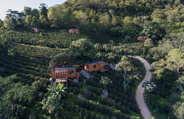 Luxury Coffee Plantation Private Tour (9 Hrs.)