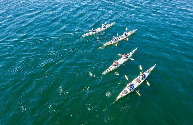 Full Day San Juan Island Kayaking Adventure