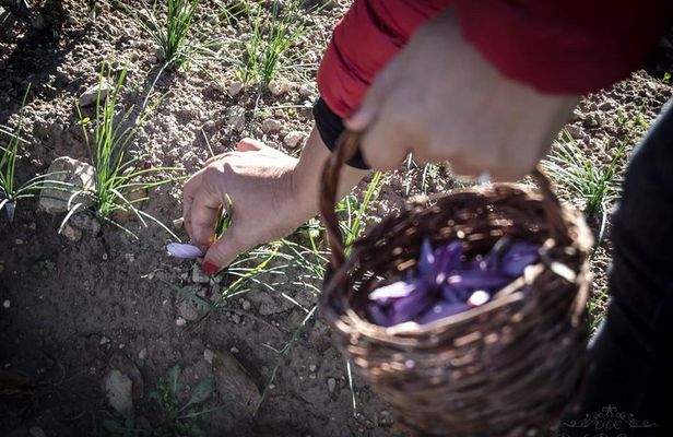 Collect and taste the Saffron, the Abruzzese red gold