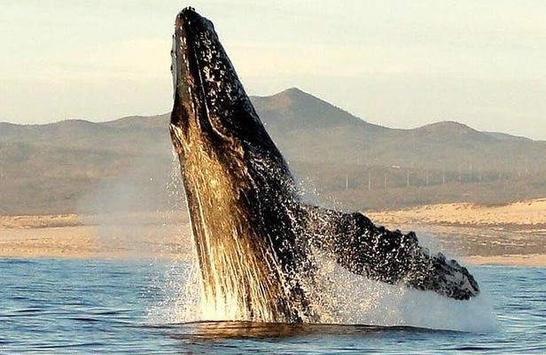Gray Whale Watching Tour at Lopez Mateos