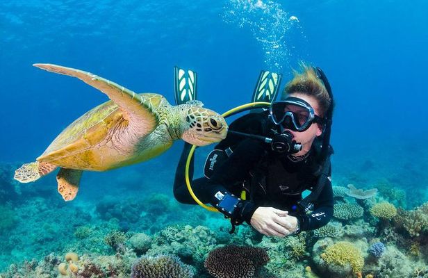 Scuba Diving on Catalina Island | 2 tanks, 2 spots