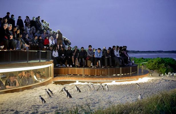 Phillip Island and French Island Wildlife Expedition