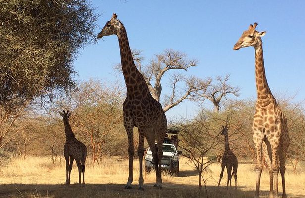 Your private driver & tour guide in Senegal-Reserve of Bandia