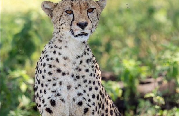 2 Days Budget Camping Safari Tour Tanzania