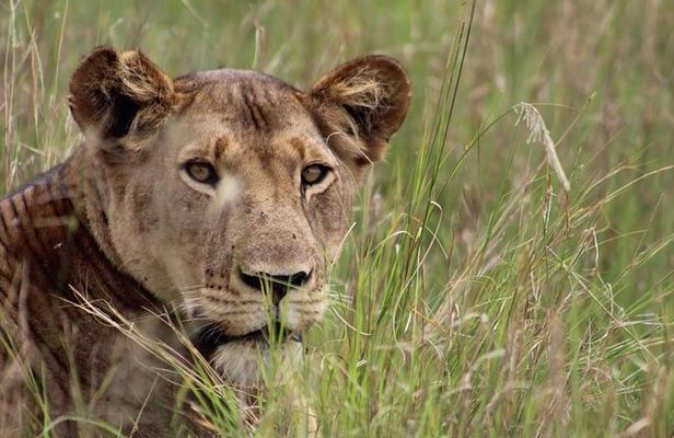3-Day Tarangire NP, Manyara NP & Ngorongoro Crater