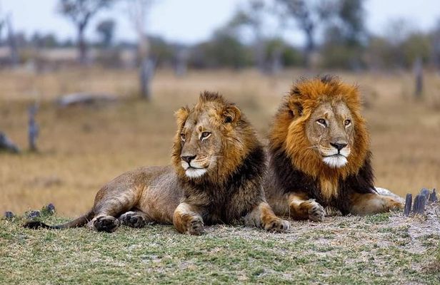 5 Days Budget Mid Range Safari Tour Tanzania
