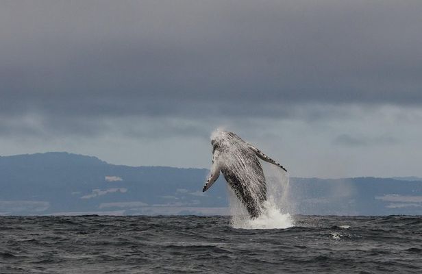 Whale Watching Monterey Bay semi-private limited to 6 people max
