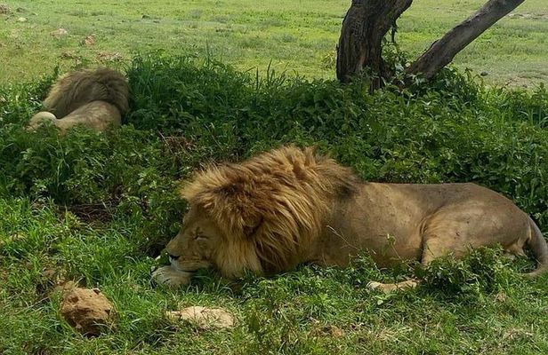 5 Days Join Group Safari Tour Tanzania