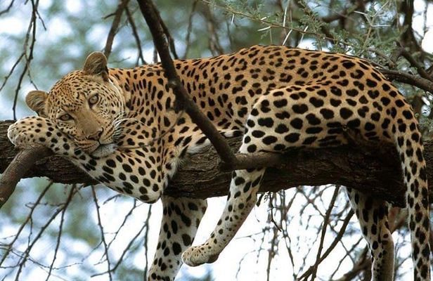 Serengeti, Ngorongoro and Manyara| 4 Days Camping Safari From Arusha