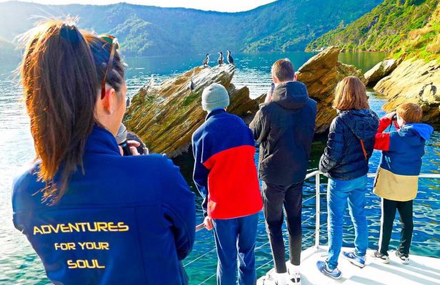 Marlborough Sounds Ultimate Cruise