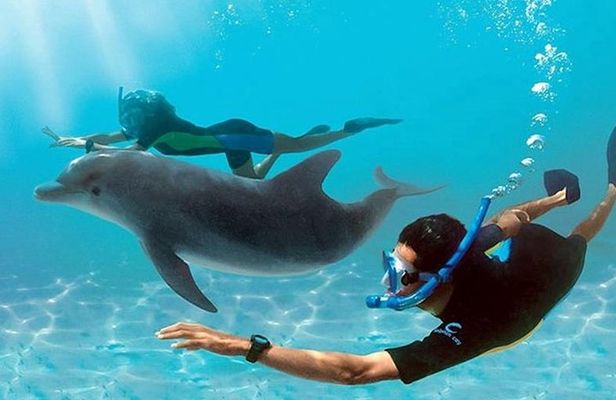 Dolphin House By Private Speed Boat & Drinks & Transfer-Hurghada