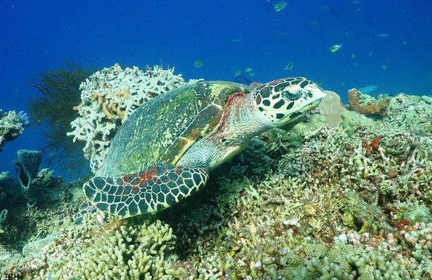 Bali Hai - PADI Advance Open Water Course in Menjangan