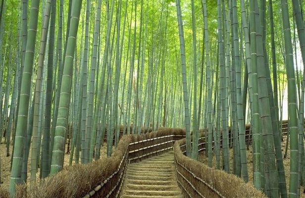 Kyoto Day Trip using Private Car with English Driver (up to 5)
