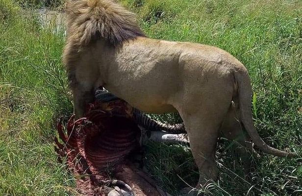 9 Days Budget Lodge Safari Tour