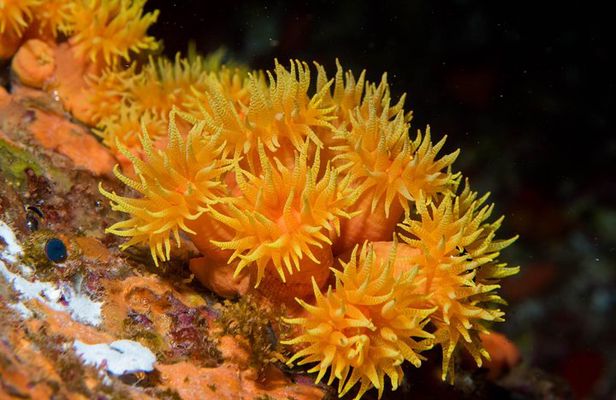 Maui Night Certified Scuba Diving