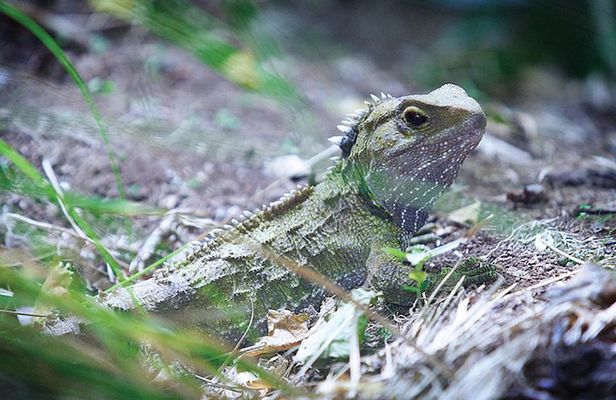 Sanctuary Mountain (Mt Maungatautari) & Waitomo Luxury Day tour from Auckland