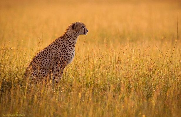 Day Tour: Ngorongoro Conservation Area