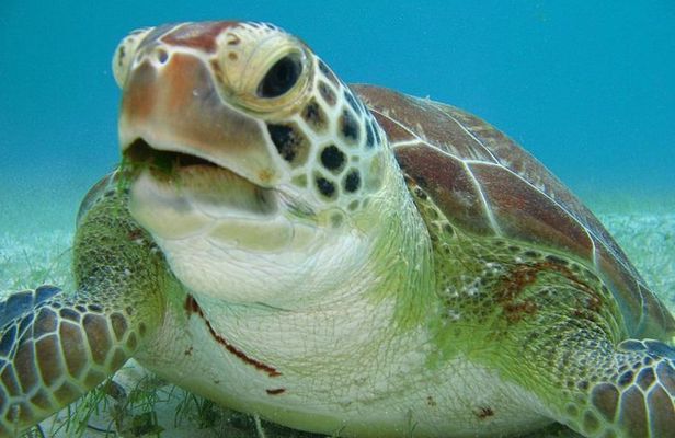 Tulum ruins, Swim with turtles and Cenote From Cancun