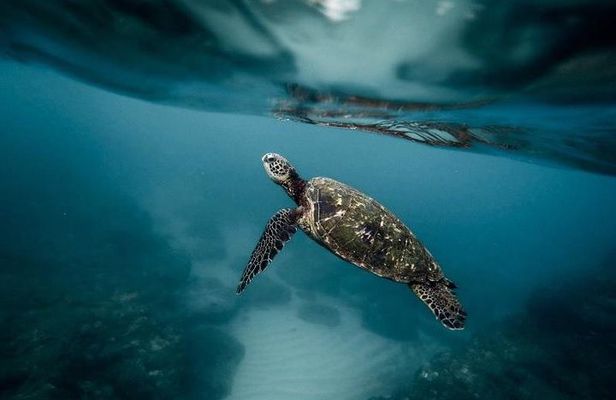 Pescador Island with Sardines & Turtle and Canyoneering in Kawasan Falls
