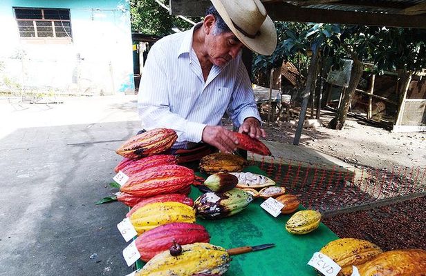 2-Day Cacao Tour in Cusco Jungle – Learn & Harvest with Experts