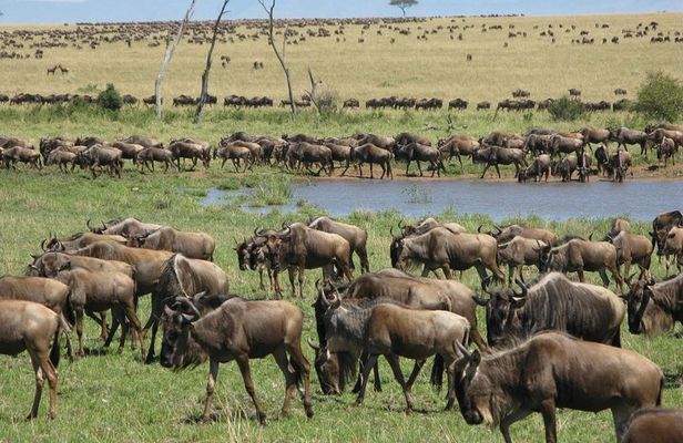 2days Spectacular Tanzania Safari
