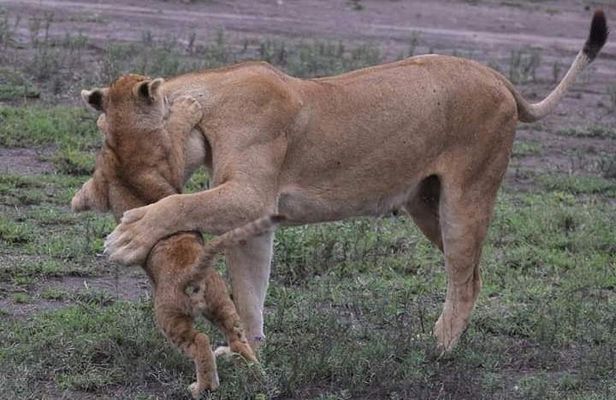 4-Day Private Lodge Safari Tanzania