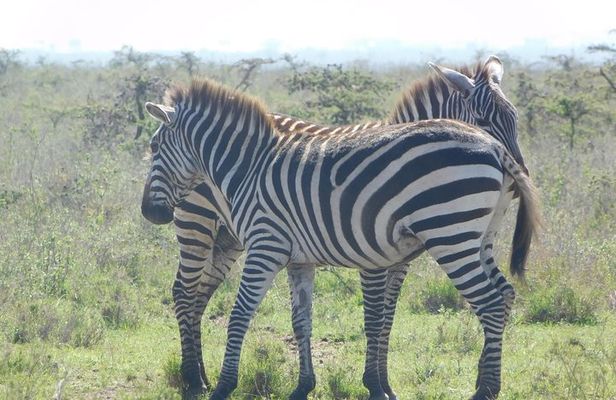 3 Days Masai Mara Flying Safari - Nairobi