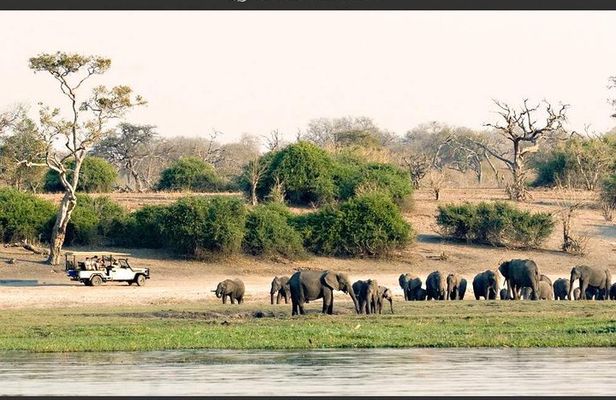 Chobe Full Day Trip