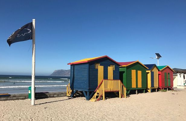 Visit African Penguins and Cape of Good Hope
