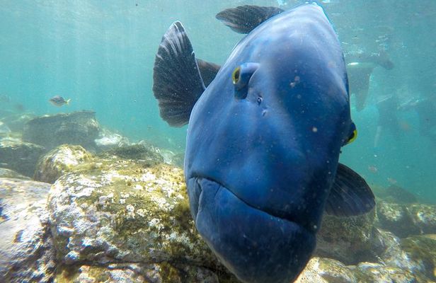 Private Sydney Snorkeling Experience: Explore Cabbage Tree Bay