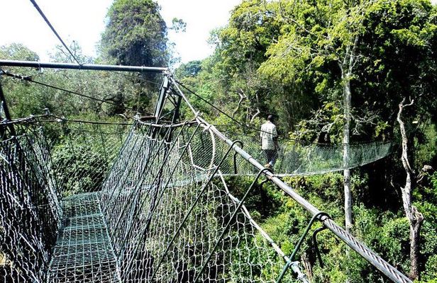 Ngare Ndare Forest Excursion