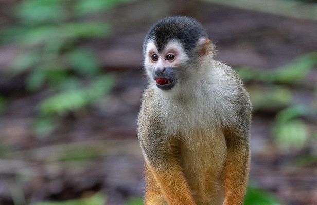 P.N. Day Tour Manuel Antonio