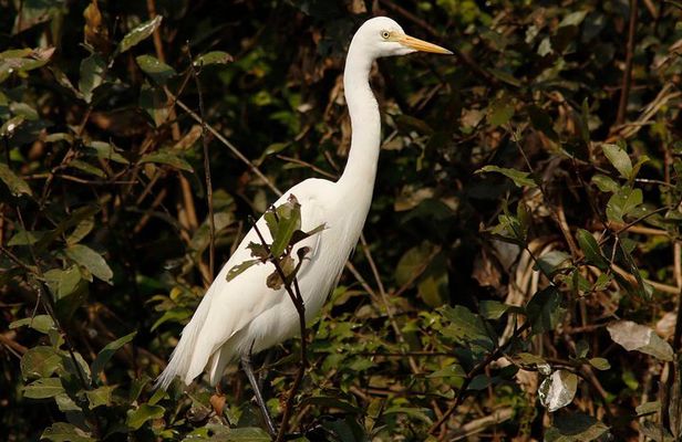 One Day Private Guide Tour to Prek Toal Biosphere - All Inclusive