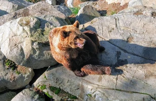 Guided Ranua Wildlife Park tour with Lunch, Small group adventure