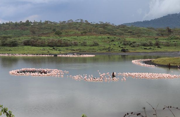 Tanzania - Arusha NP - Private Guided 4x4 Safari - Game Drive & Walking