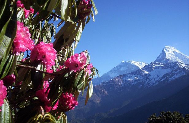 Poon Hill trek