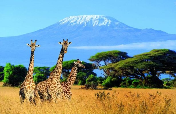 Kilimanjaro Special-( Tsavo West, Amboseli & Tsavo East Safari) (MINIMUM 2 PAX)