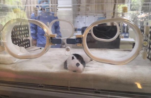 Ticket reservation for Chengdu Giant Panda Breeding Base
